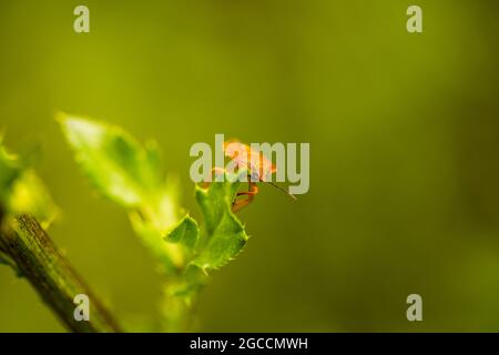 Carpocoris pudicus, stinkende Käfer auf dem Feld Stockfoto