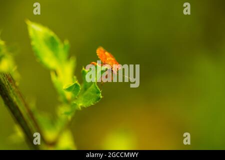 Carpocoris pudicus, stinkende Käfer auf dem Feld Stockfoto