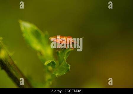 Carpocoris pudicus, stinkende Käfer auf dem Feld Stockfoto