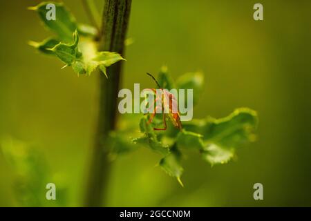 Carpocoris pudicus, stinkende Käfer auf dem Feld Stockfoto