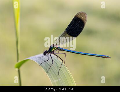 Männlich gebänderte Demoiselle (Calopteryx splendens), Großbritannien Stockfoto