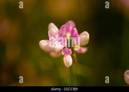 Wildblume auf dem Feld, coronilla Varia, Natur Stockfoto