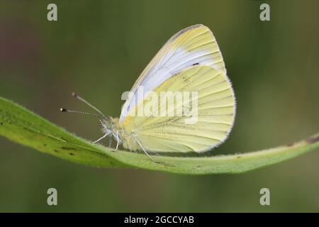 Kleine weiße oder kobbage weiße Pieris rapae Stockfoto