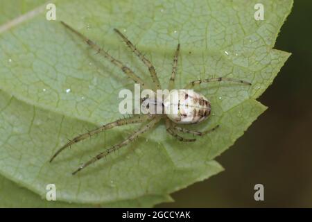 Metellina segmentata - weiblich, oft als Herbstspinne bekannt Stockfoto