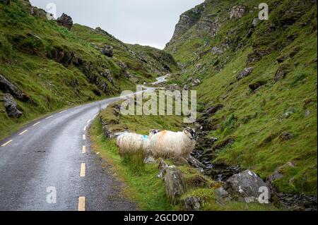 Schafe auf der Straße von Ballaghbeama Gap in der Grafschaft Kerry Irland Stockfoto