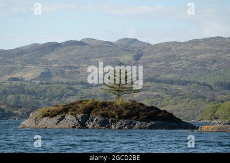 Felsige Insel mit einsamem Baum im schottischen Highland-Loch mit Bergen dahinter Stockfoto