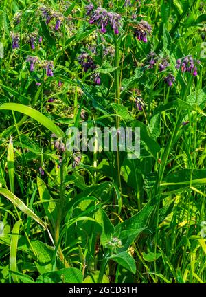 Nahaufnahme der purpurnen Gemeinen Beinwell (Symphytum officinale) Stockfoto