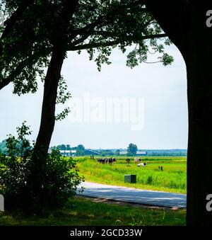 Holländische Landschaft mit Wiesen und Kühen Stockfoto