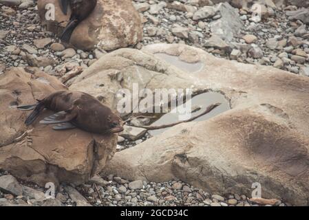 Robbenlegung am Steinstrand auf der Südinsel Neuseelands Stockfoto