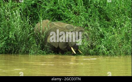 Elefanten kommen zum Fluss, um Borneo, Malaysia zu trinken Stockfoto