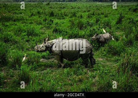 Ein gehörntes Nashorn mit ihrem Baby im Grasland bei der Morgendämmerung wird im kaziranga Nationalpark assam india aufgenommen. Stockfoto