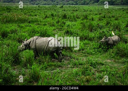 Ein gehörntes Nashorn mit ihrem Baby im Grasland bei der Morgendämmerung wird im kaziranga Nationalpark assam india aufgenommen. Stockfoto