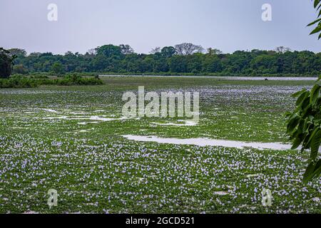Fluss gefüllt mit Hyazinthen Blume viele am Morgen aus flachen Winkel Bild bei kaziranga assam indien aufgenommen. Stockfoto
