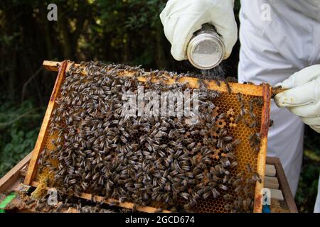 Verwenden von Puderzucker, um Bienen zum Pflegen und Entfernen von Varroa-Milbe zu ermutigen Stockfoto