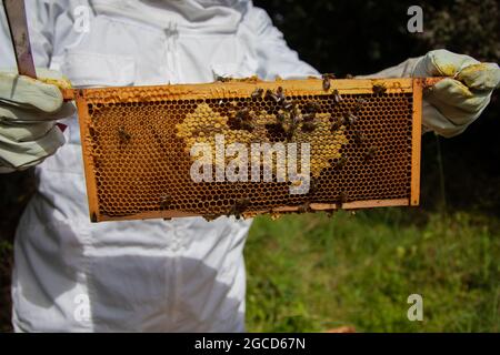 Super Rahmen mit einigen bedeckten Wabenwaben Stockfoto