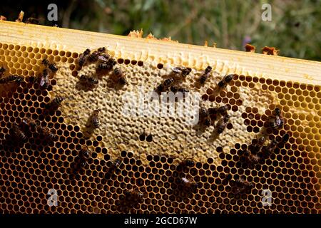Super Rahmen mit einigen bedeckten Wabenwaben Stockfoto