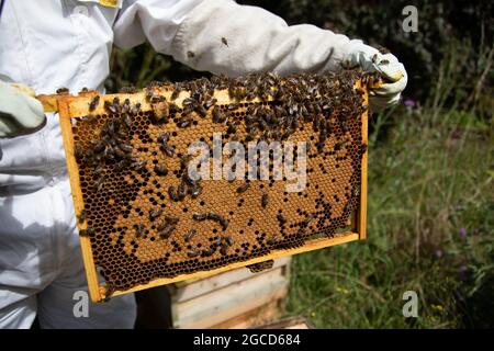 Nationaler Brutrahmen mit gutem Brutmuster Stockfoto