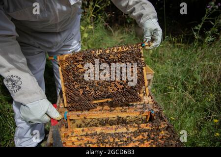 Ein Brutrahmen, der ein schlechtes Verlegemuster zeigt. Stockfoto