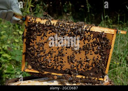 Nationaler Brutrahmen mit gutem Brutmuster Stockfoto