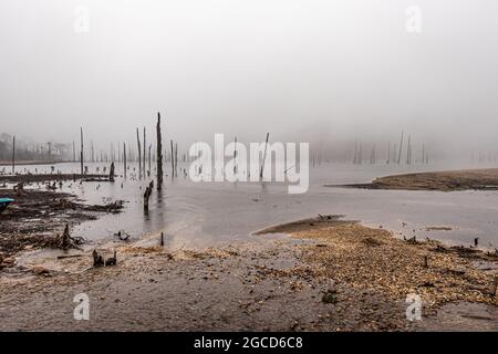 Nebliger See mit vielen trockenen Baumstämmen am Morgen aus flachem Winkel Bild wird am madhuri See tawang arunachal pradesh aufgenommen. Stockfoto