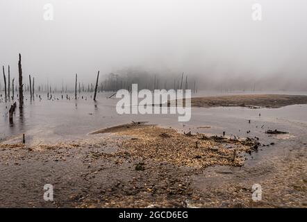 Nebliger See mit vielen trockenen Baumstämmen am Morgen aus flachem Winkel Bild wird am madhuri See tawang arunachal pradesh aufgenommen. Stockfoto