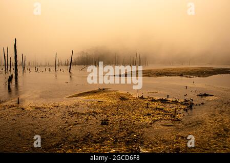 Nebliger See mit vielen trockenen Baumstämmen am Morgen aus flachem Winkel Bild wird am madhuri See tawang arunachal pradesh aufgenommen. Stockfoto