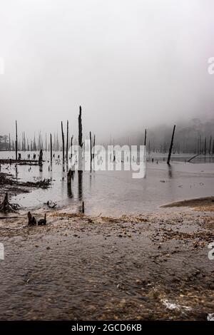 Nebliger See mit vielen trockenen Baumstämmen am Morgen aus flachem Winkel Bild wird am madhuri See tawang arunachal pradesh aufgenommen. Stockfoto