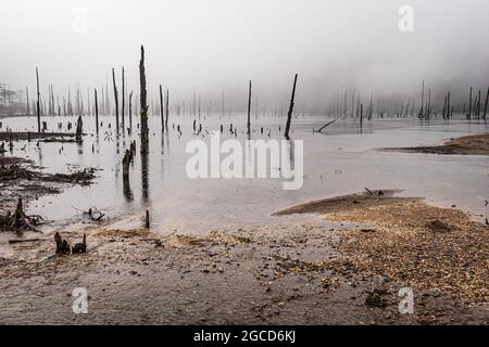 Nebliger See mit vielen trockenen Baumstämmen am Morgen aus flachem Winkel Bild wird am madhuri See tawang arunachal pradesh aufgenommen. Stockfoto