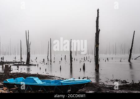 Nebliger See mit vielen trockenen Baumstämmen am Morgen aus flachem Winkel Bild wird am madhuri See tawang arunachal pradesh aufgenommen. Stockfoto