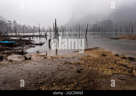 Nebliger See mit vielen trockenen Baumstämmen am Morgen aus flachem Winkel Bild wird am madhuri See tawang arunachal pradesh aufgenommen. Stockfoto