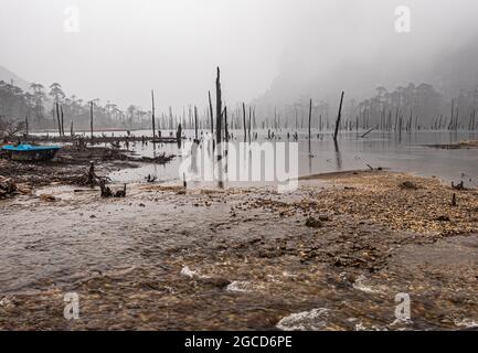 Nebliger See mit vielen trockenen Baumstämmen am Morgen aus flachem Winkel Bild wird am madhuri See tawang arunachal pradesh aufgenommen. Stockfoto