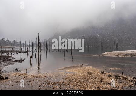 Nebliger See mit vielen trockenen Baumstämmen am Morgen aus flachem Winkel Bild wird am madhuri See tawang arunachal pradesh aufgenommen. Stockfoto