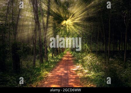 Waldweg an einem schönen Tag mit weichem Sonnenlicht scheint durch das frische grüne Laub., Sommersaison. Stockfoto