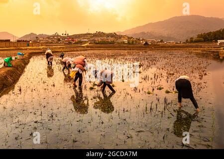 Dorfbauern arbeiten auf Reisfeldern mit Bergkulisse und orangefarbenem Himmel am Morgen Bild aufgenommen im ziro Valley aruncahal pradessh india am 13 2. April Stockfoto