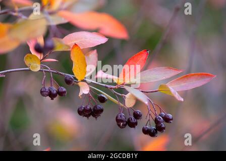 Rote Apfelbeere (Aronia arbutifolia) im Herbst mit reifenden Früchten und bunten Blättern. Stockfoto