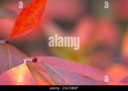 Rote Apfelbeere (Aronia arbutifolia) farbenfrohe Herbstblätter. Stockfoto