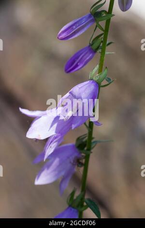 CAMPANULA PERSICIFOLIA die Pfirsichblättrige Glockenblume Stockfoto