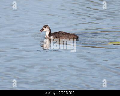 EURASISCHER JUNGER Vogel Stockfoto