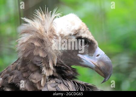 Cinereous vulture Stockfoto