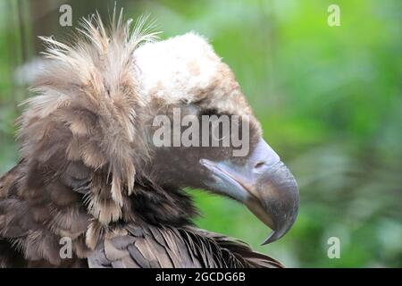 Cinereous vulture Stockfoto
