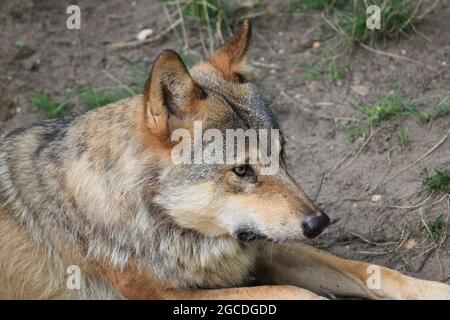 Eurasischen wolf Stockfoto