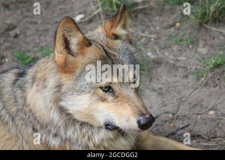 Eurasischen wolf Stockfoto