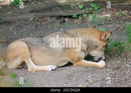 Eurasischen wolf Stockfoto