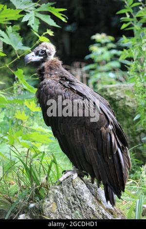 Cinereous vulture Stockfoto