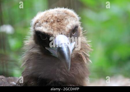 Cinereous vulture Stockfoto