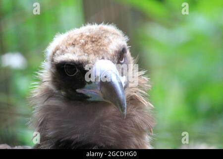 Cinereous vulture Stockfoto