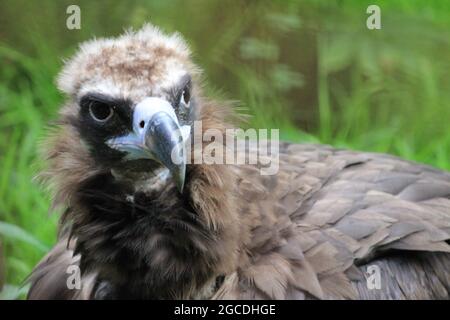 Cinereous vulture Stockfoto