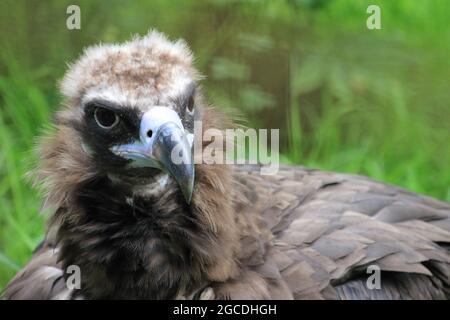 Cinereous vulture Stockfoto