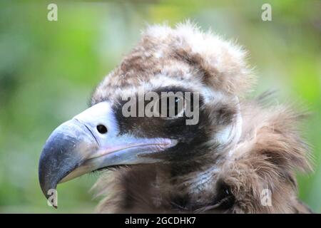 Cinereous vulture Stockfoto