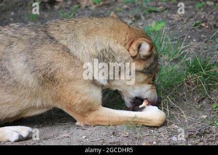 Eurasischen wolf Stockfoto